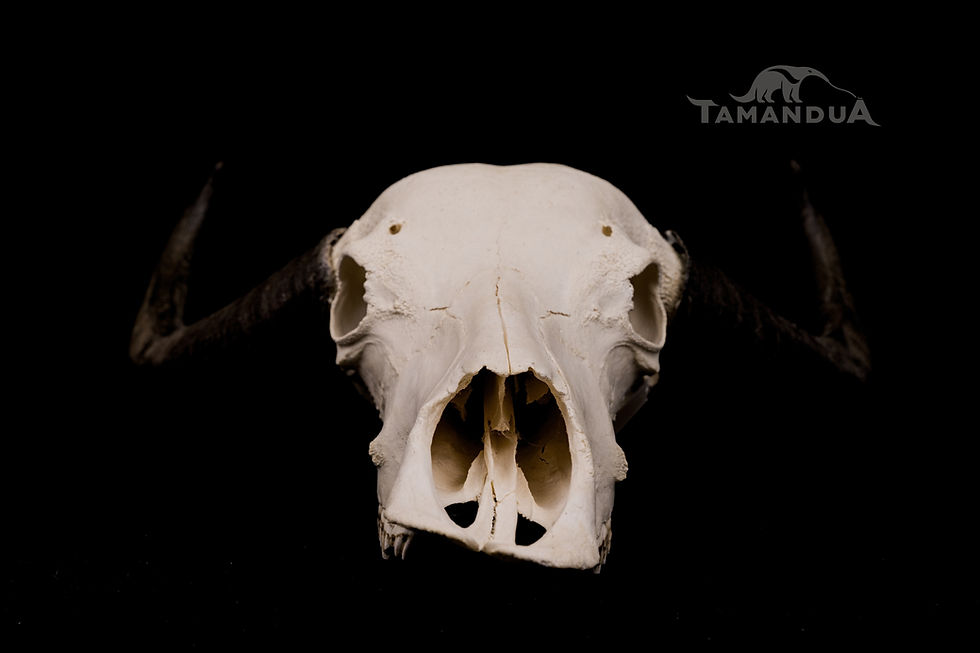 Thumbnail: Skull - Water Buffalo