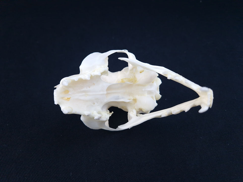 Miniatura: Skull - Domestic cat