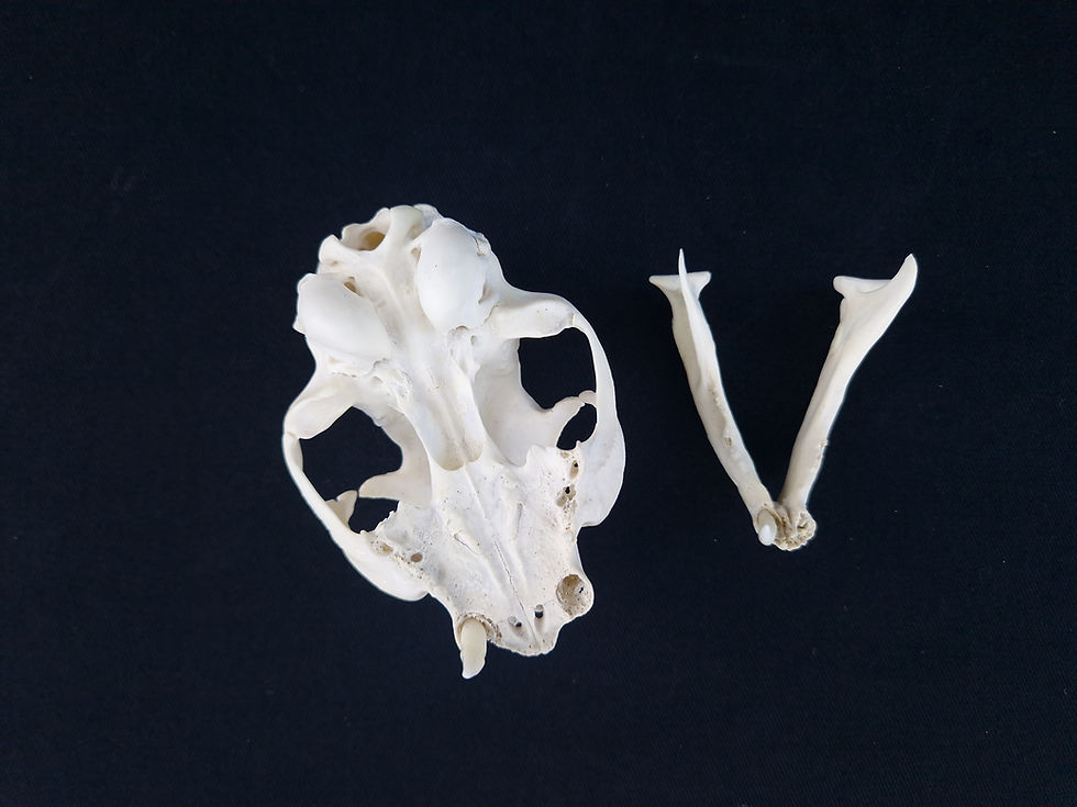 Thumbnail: Skull - Domestic cat