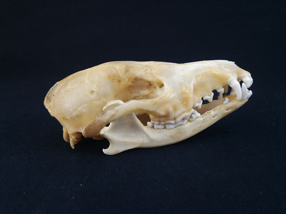 Miniatura: Skull - Black-backed Jackal