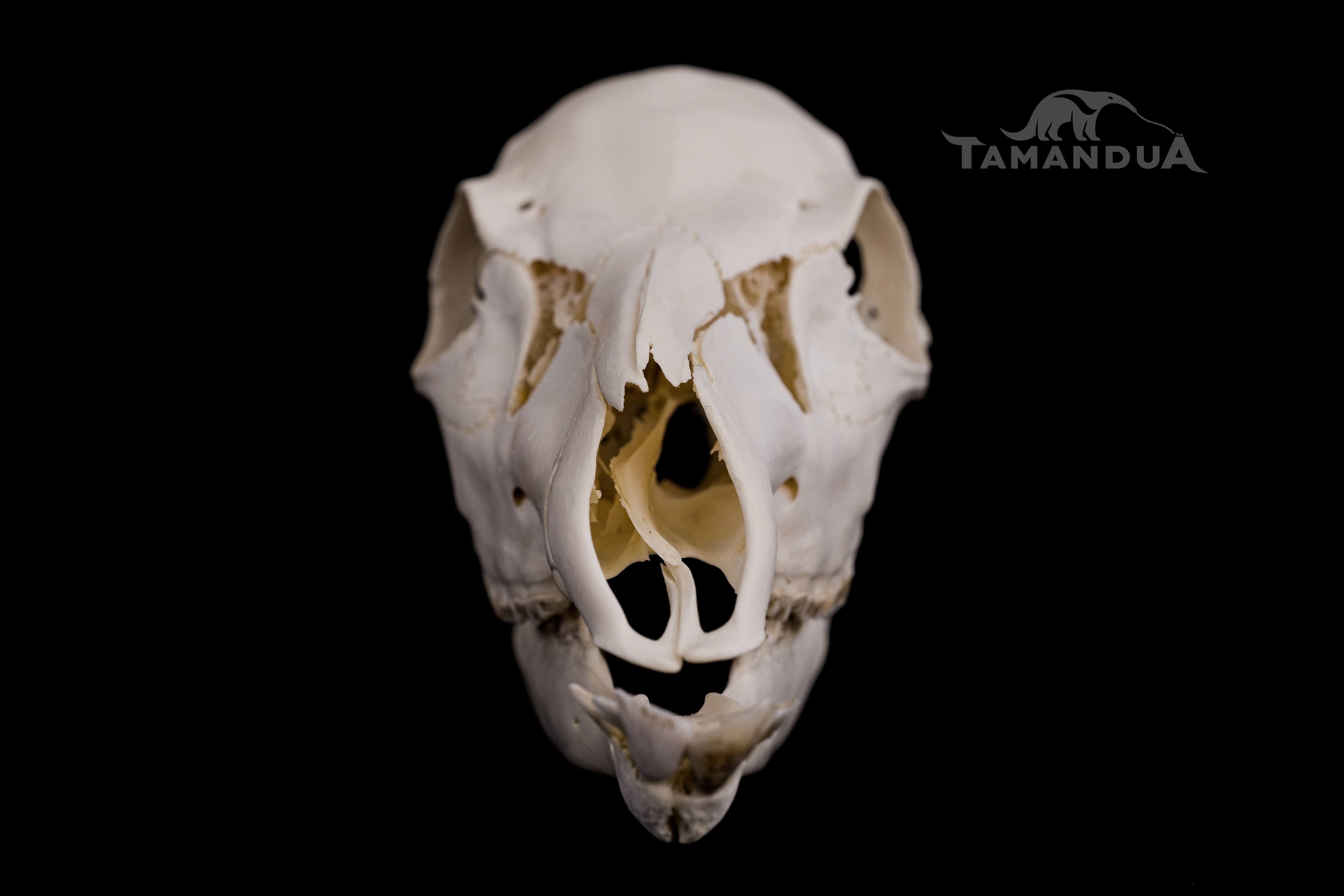 Skeleton - Vietnamese Sika Deer