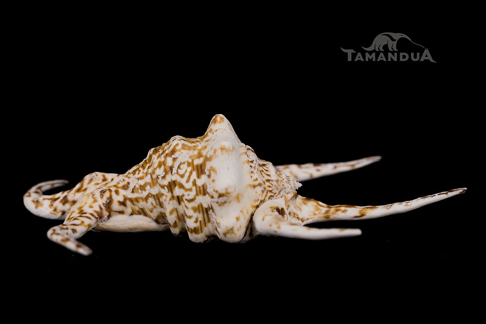 Thumbnail: Shell - Lambis chiragra
