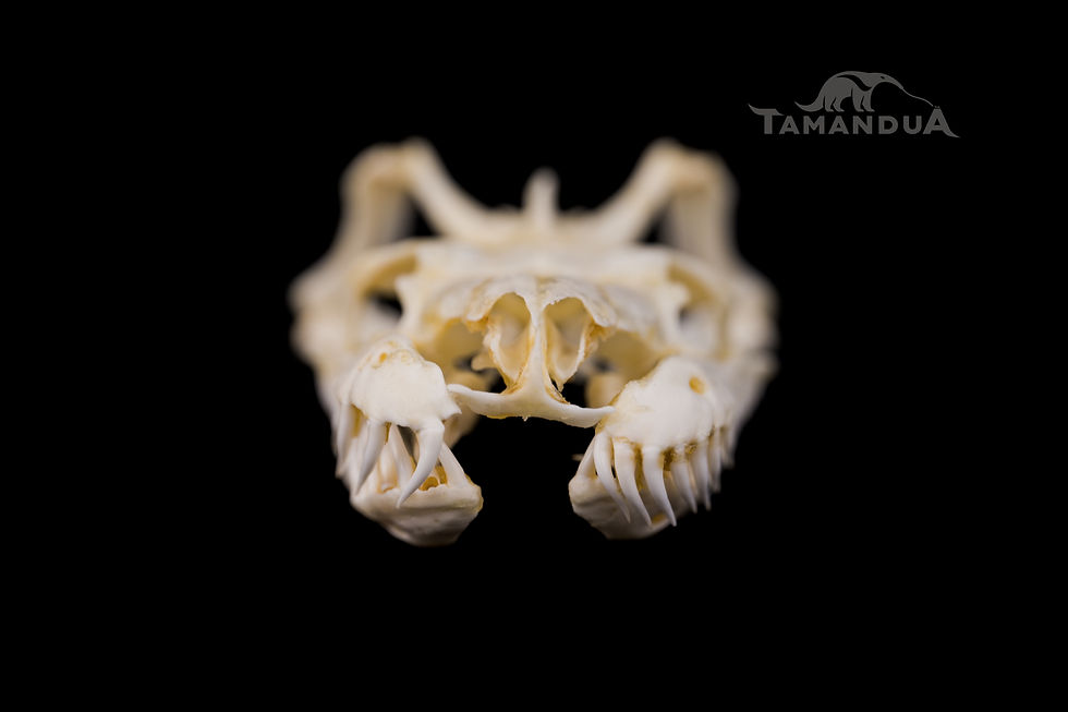 Thumbnail: Skull - Boa Constrictor