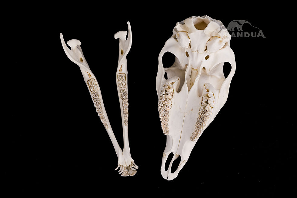 Thumbnail: Skeleton - Vietnamese Sika Deer
