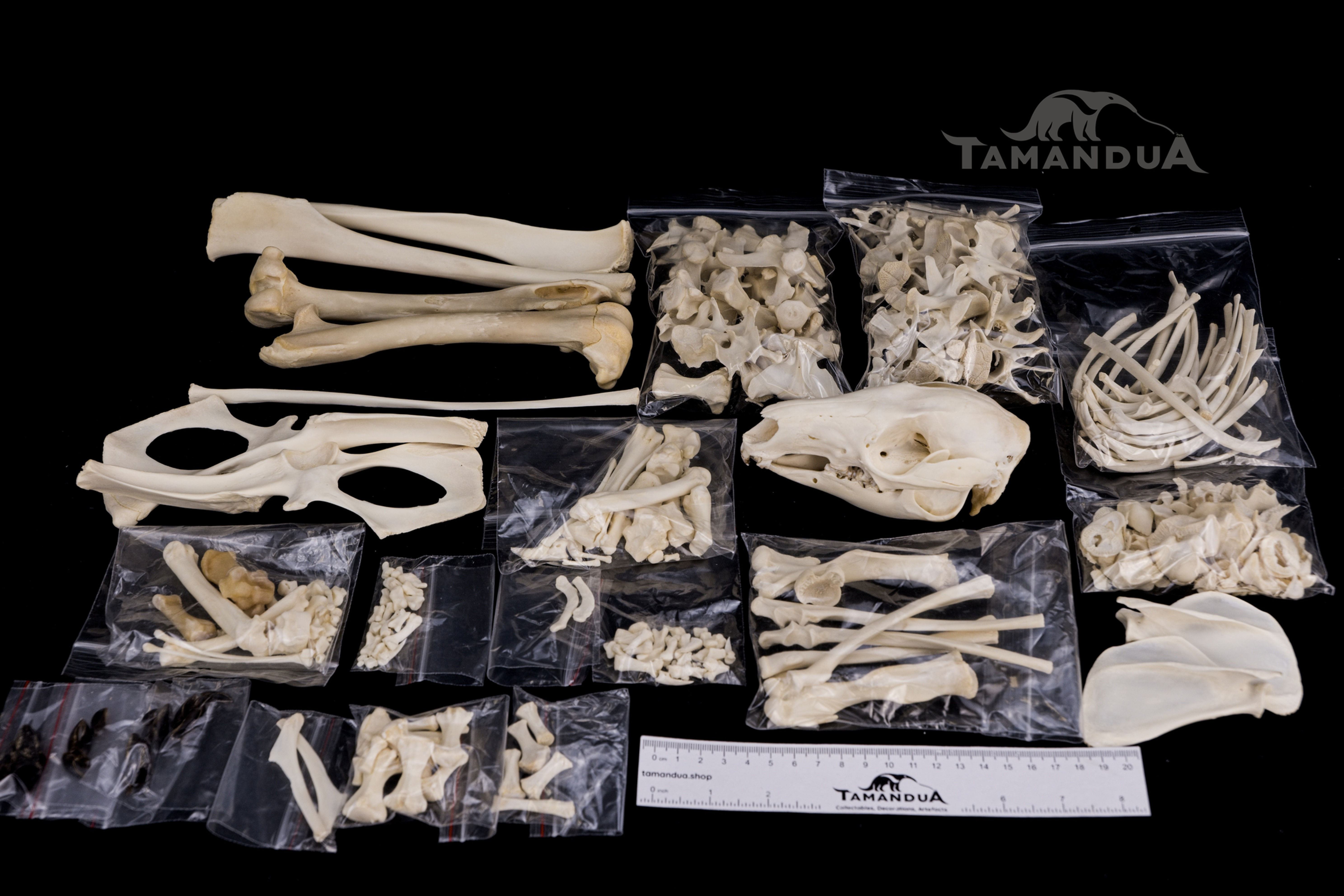 Skeleton - Swamp Wallaby