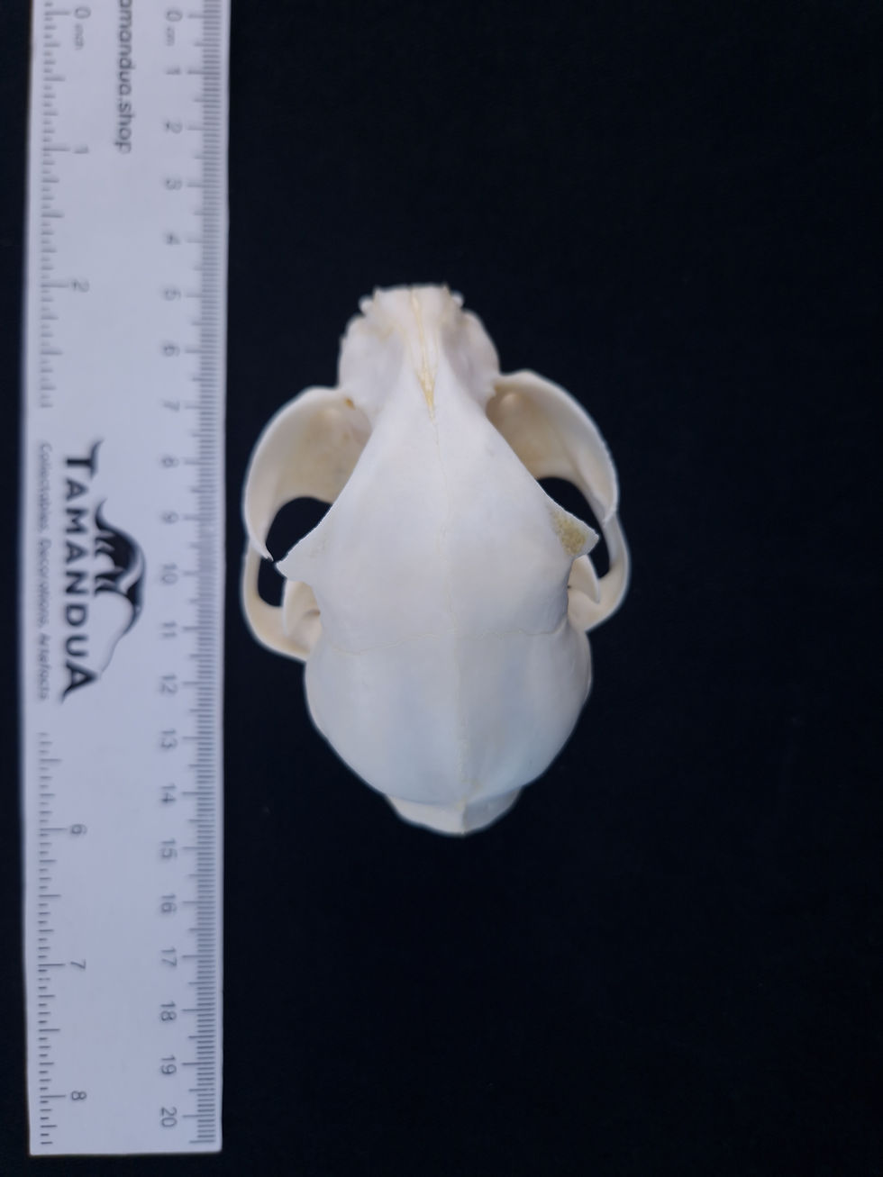 Miniatura: Skull - Domestic cat