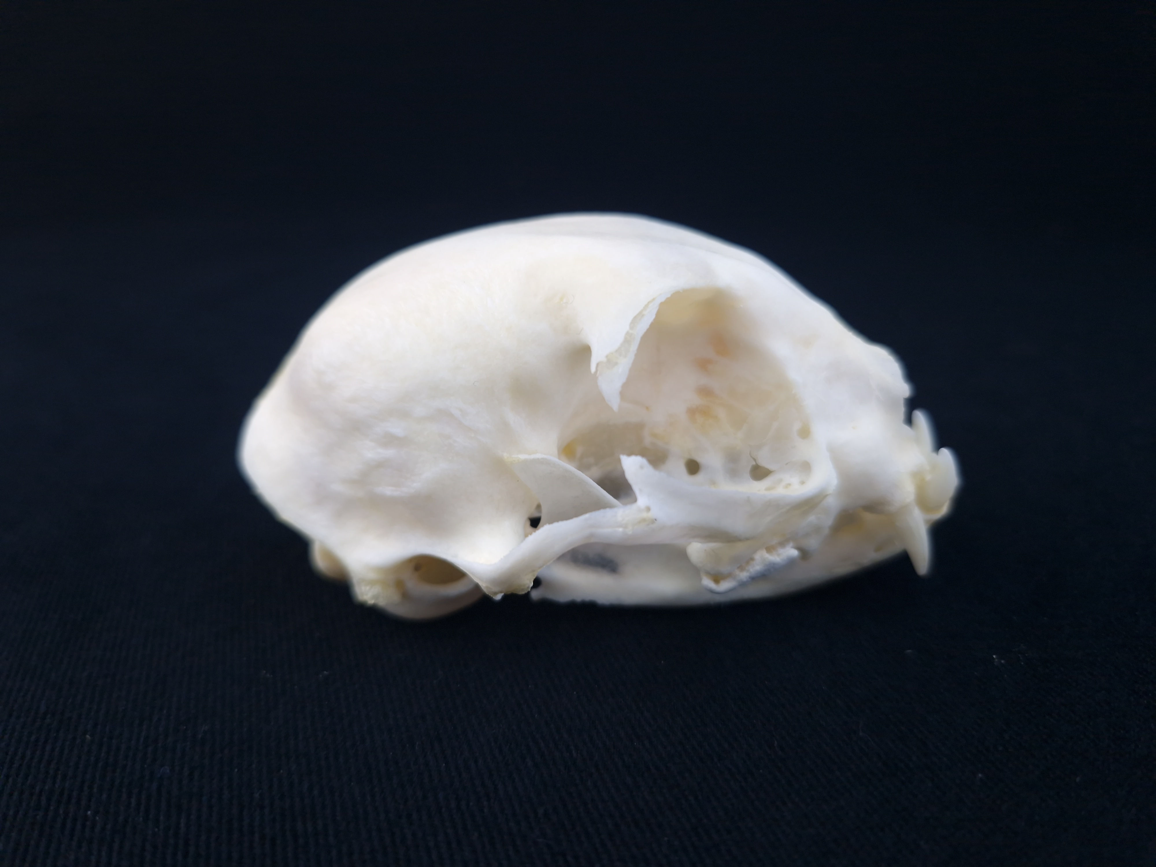 Skull - Domestic cat