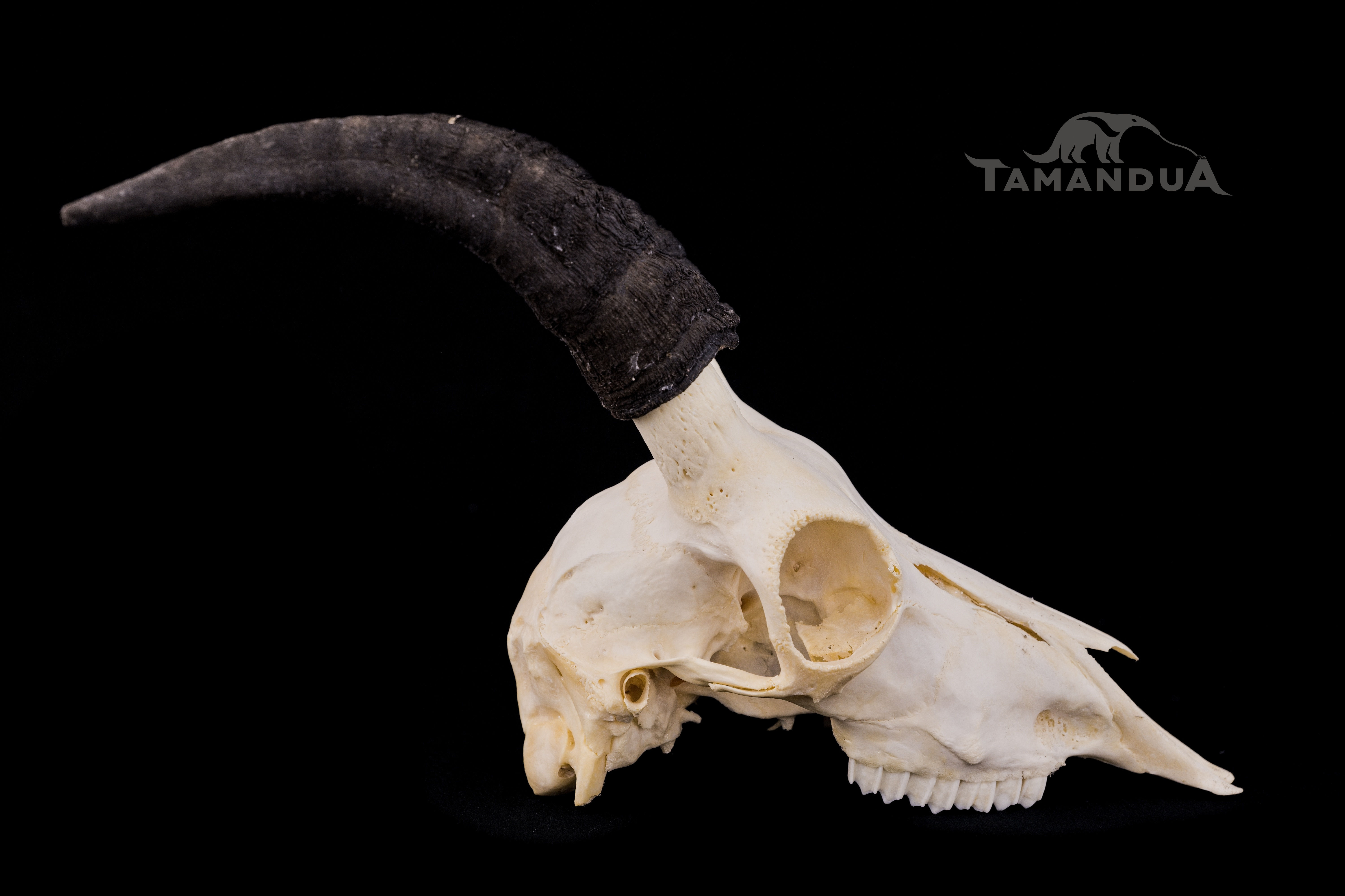 Skull - Domestic Goat