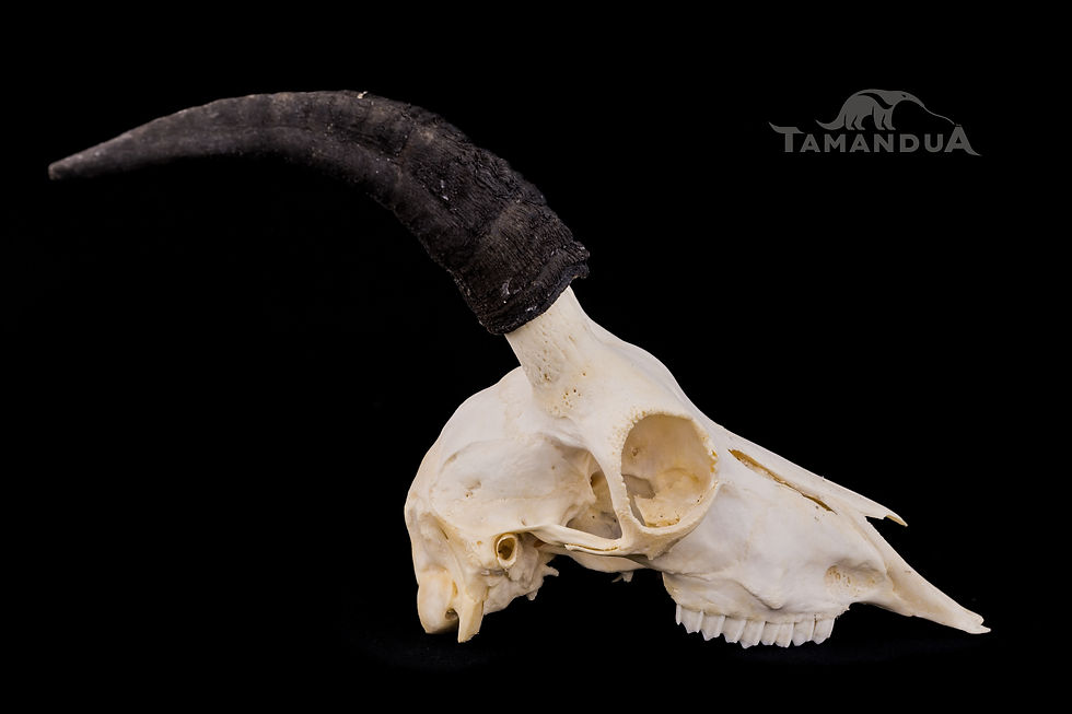 Skull - Domestic Goat