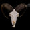 Miniatura: Skull - European mouflon