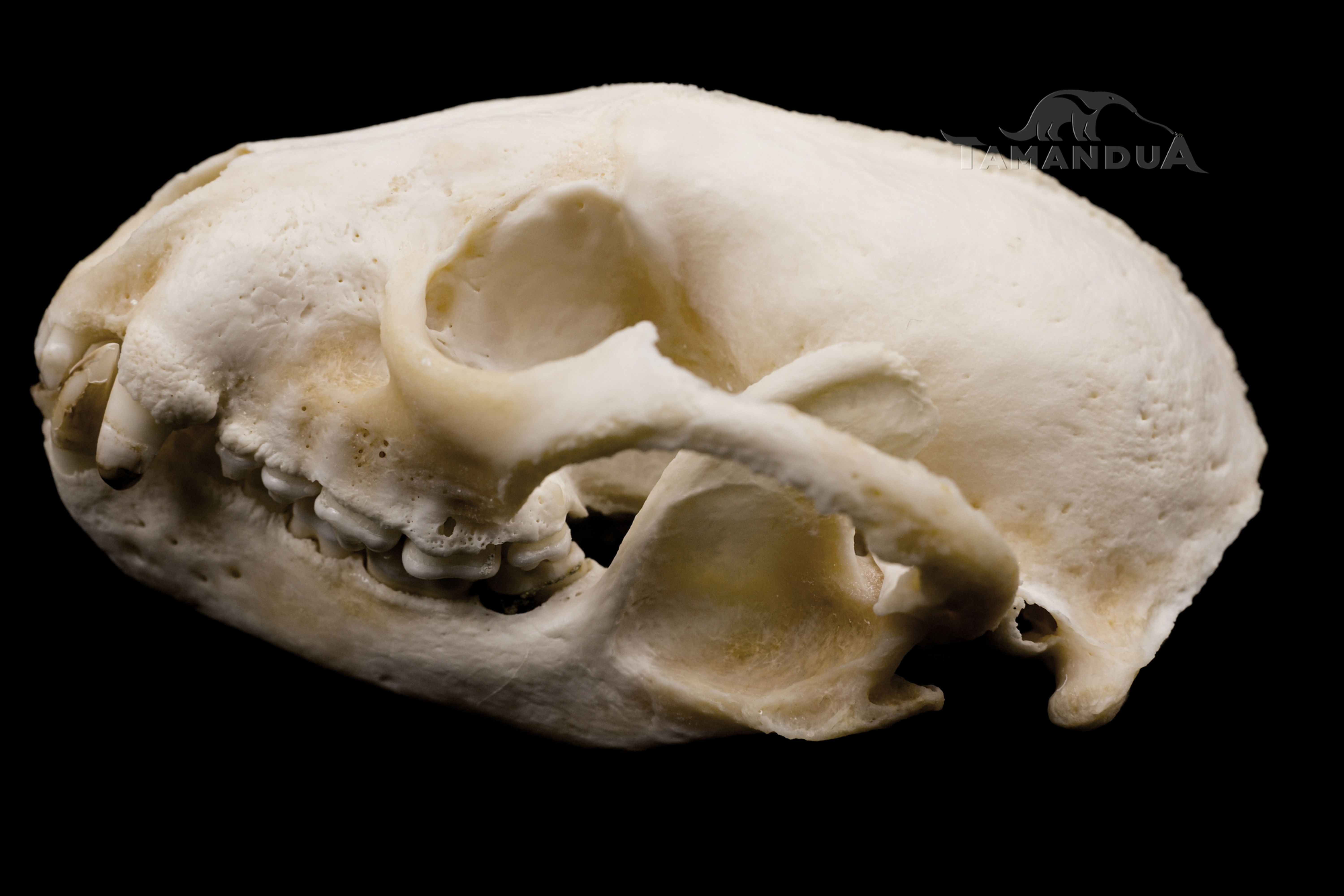 Skeleton - Southern Raccoon