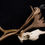 Miniatura: Skull - Reindeer