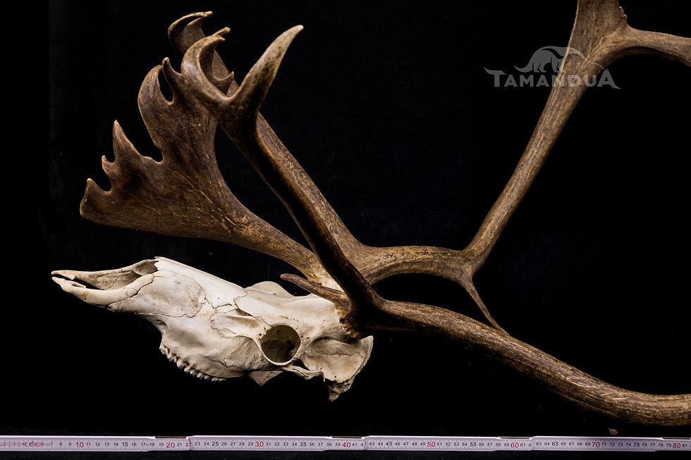 Thumbnail: Skull - Reindeer