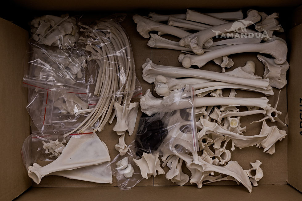 Thumbnail: Skeleton - Mountain reedbuck