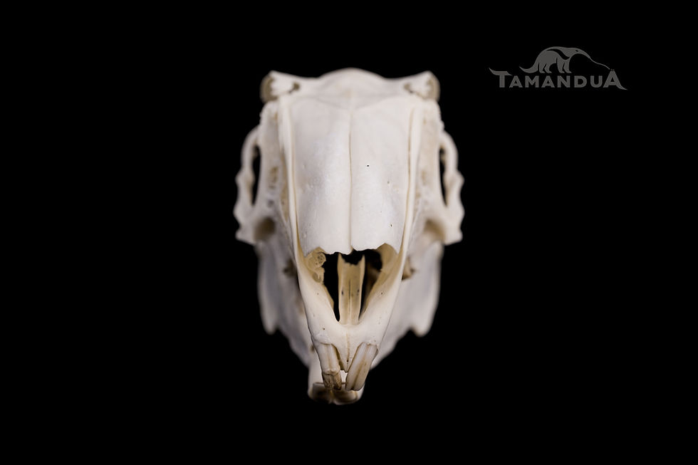 Thumbnail: Skeleton - European Hare