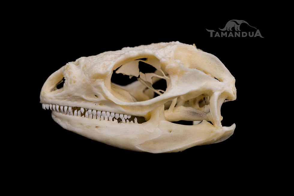 Miniatura: Skeleton - Cuban Rock Iguana