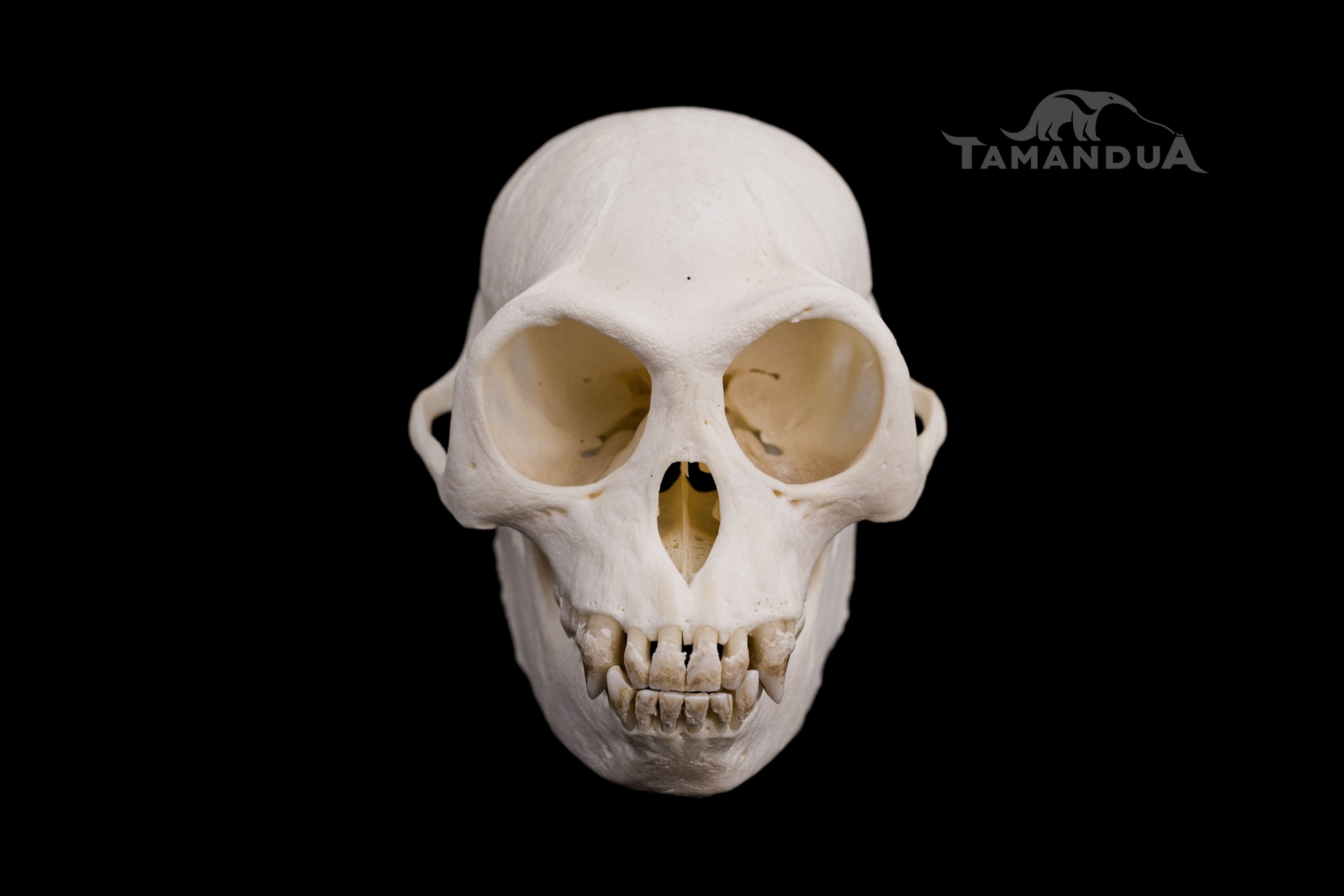 Skeleton - Javan Langur