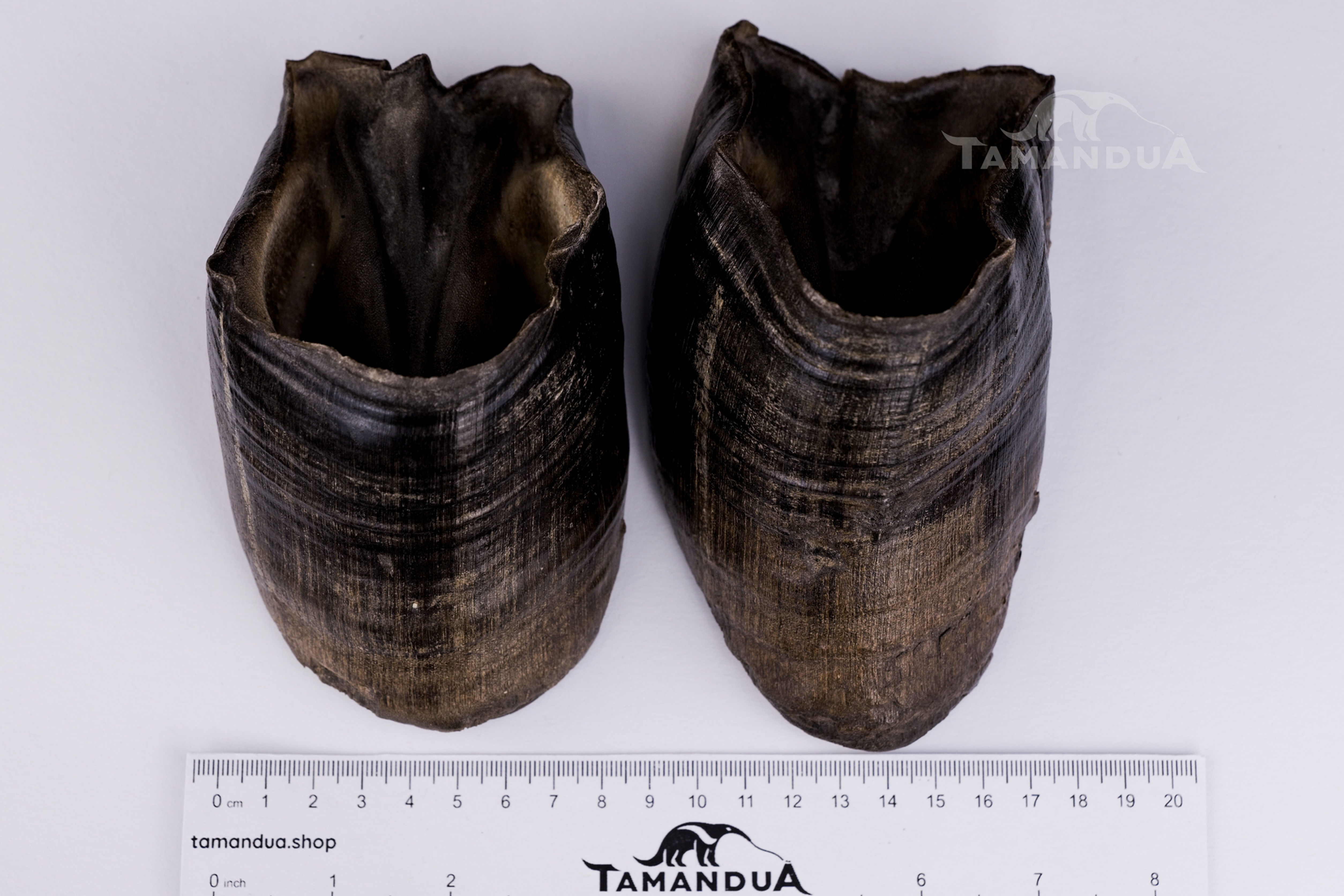 Hoof - Grevy's Zebra