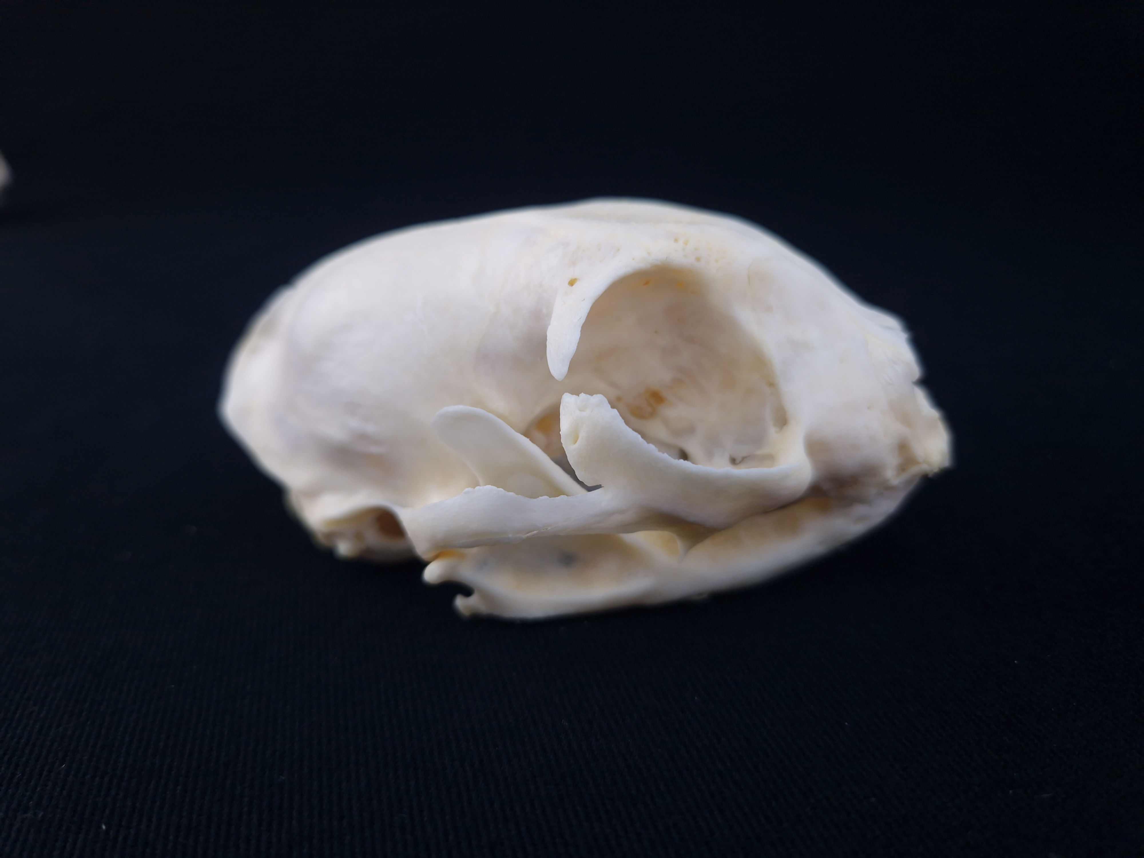 Skull - Domestic cat