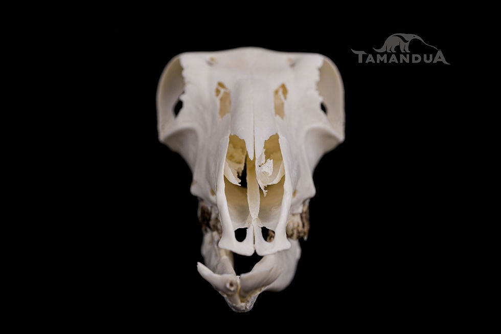 Miniatura: Skeleton - Mountain reedbuck