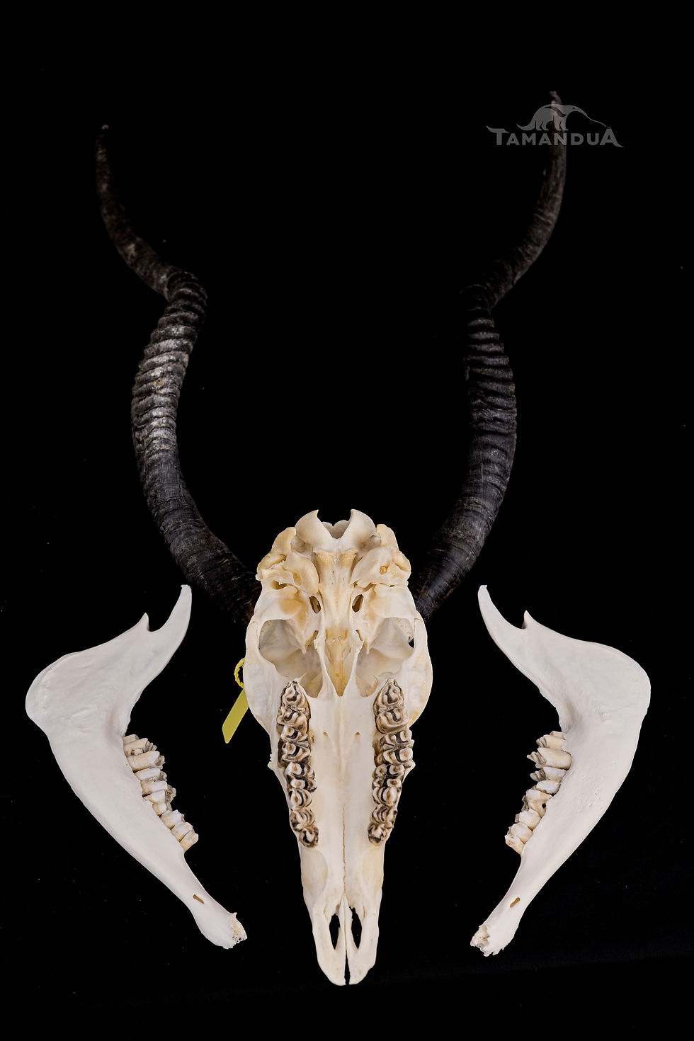 Thumbnail: Skeleton - Addax