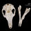 Thumbnail: Skeleton - Red Kangaroo