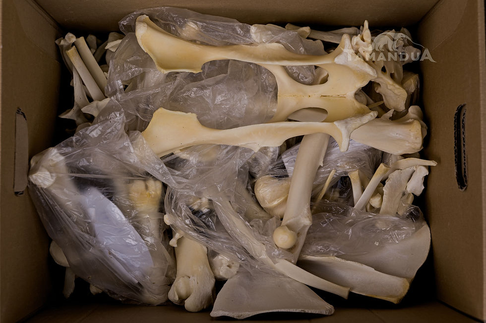 Thumbnail: Skeleton - Barbary Sheep