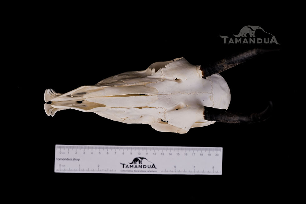 Miniatura: Skull - Springbok