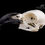 Thumbnail: Skeleton - White-necked Raven