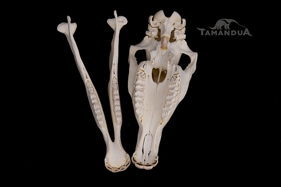 Miniatura: Skull - Przewalski's Horse