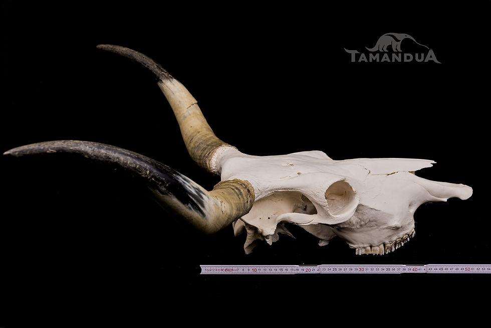 Thumbnail: Skull - Domestic Cattle