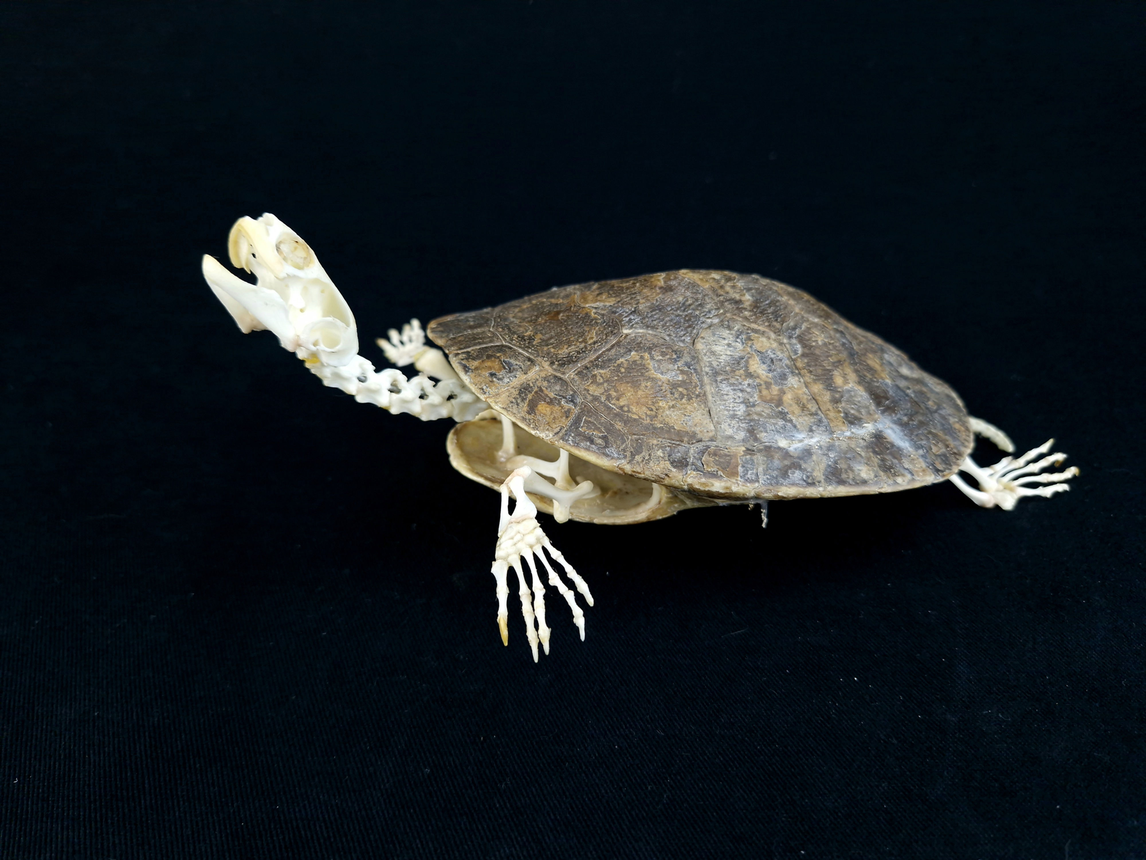 Skeleton - Murray River turtle