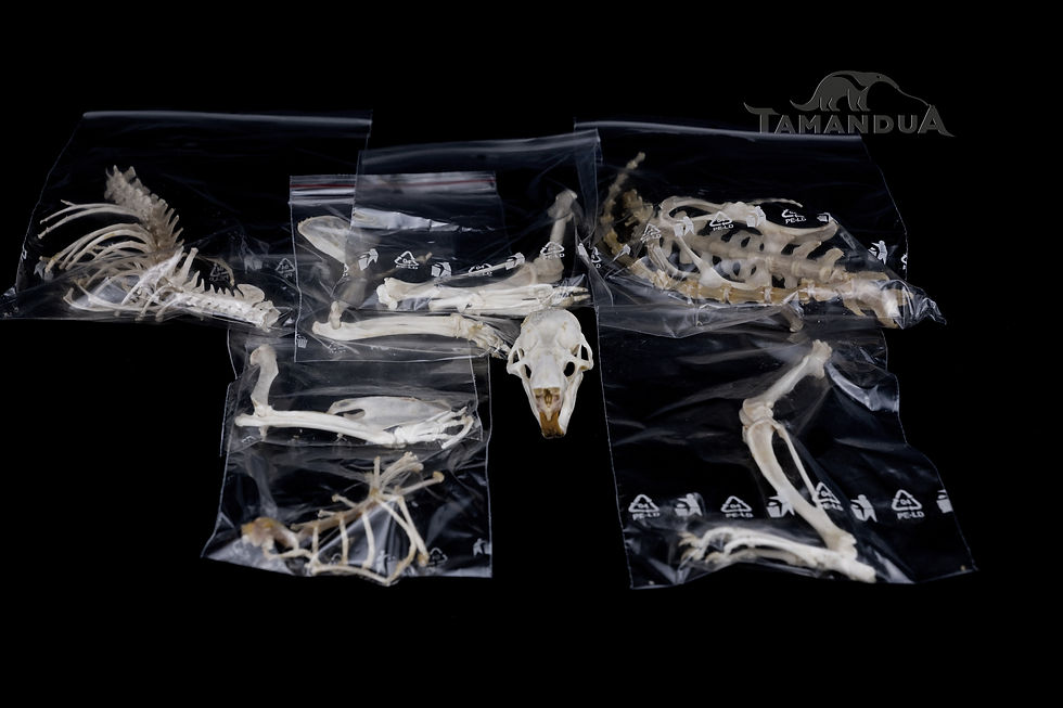 Thumbnail: Skeleton - Forest Giant Pouched Rat