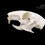 Miniatura: Skeleton - Green Acouchi