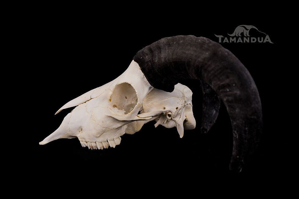 Miniatura: Skull - Cameroon sheep