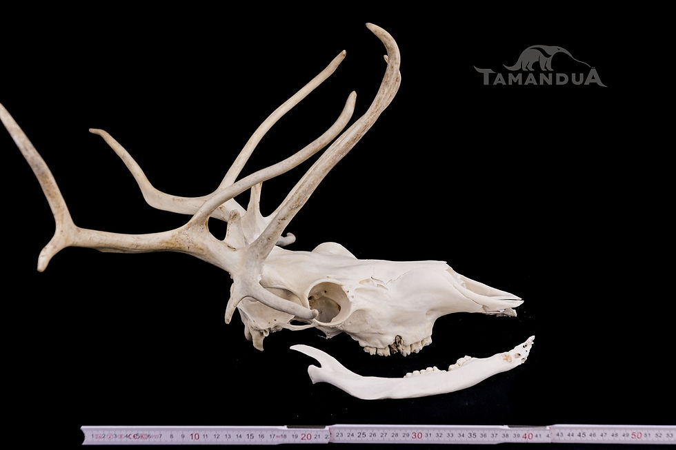 Miniatura: Skeleton - Reindeer