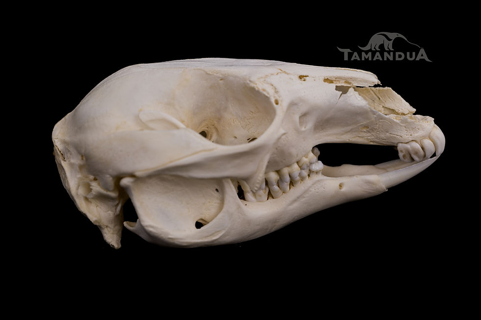 Miniatura: Skeleton - Red-necked Wallaby