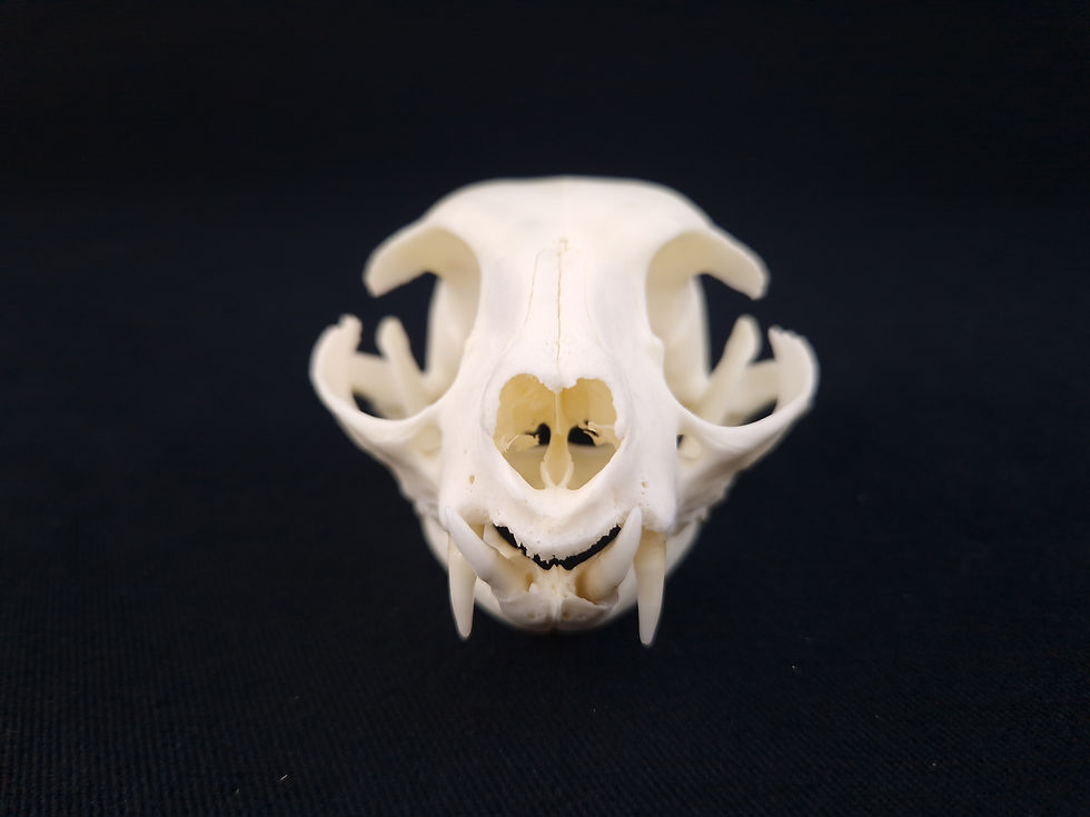 Miniatura: Skull - Domestic cat