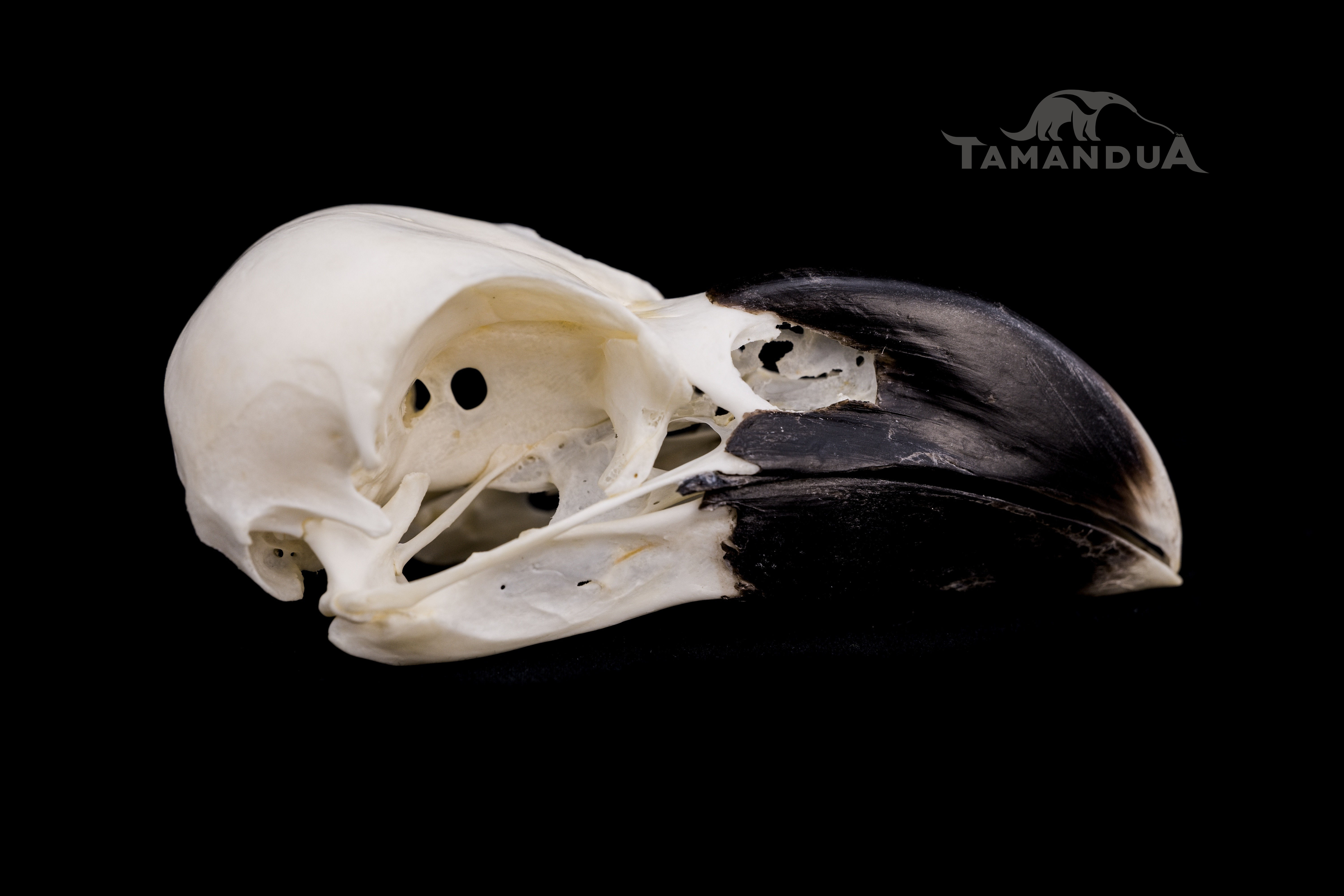 Skeleton - White-necked Raven