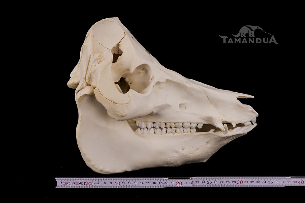 Miniatura: Skull - Domestic Pig