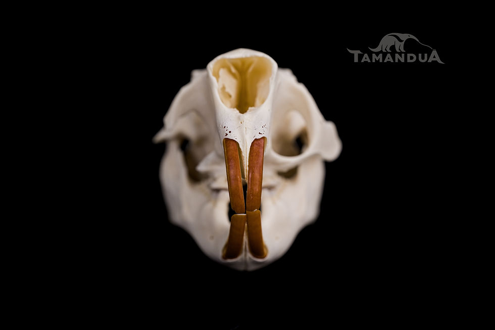Thumbnail: Skeleton - North American Porcupine