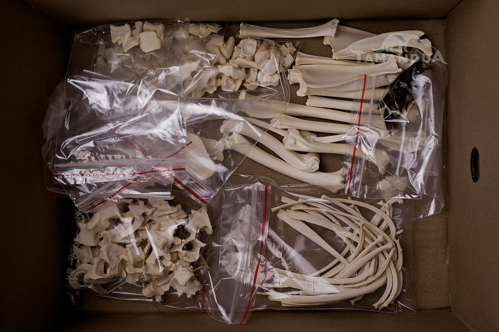 Thumbnail: Skeleton - Reeves's muntjac