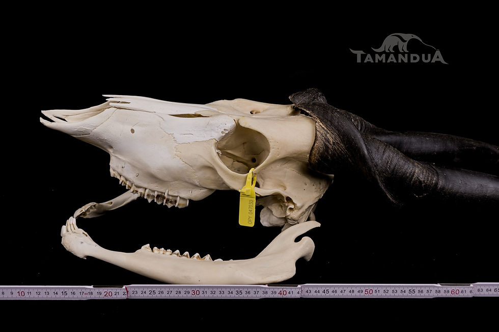 Thumbnail: Skull - Common Eland