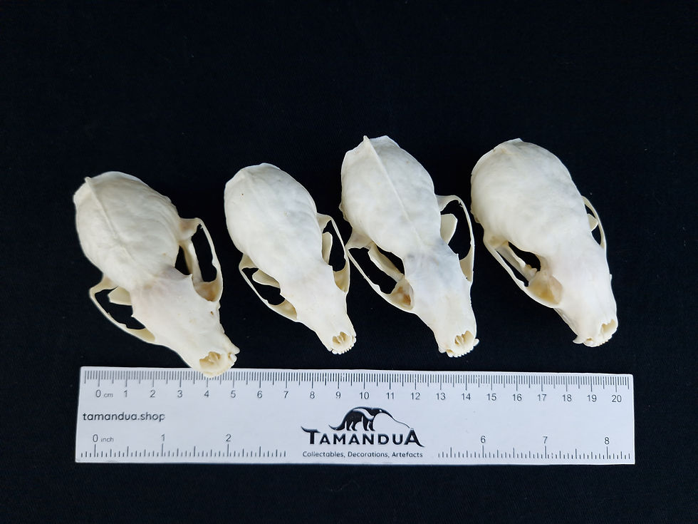 Miniatura: Skull - American Marten