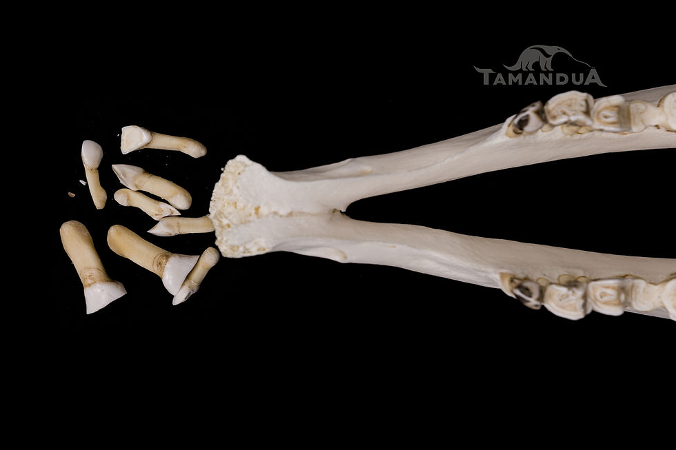 Thumbnail: Skeleton - Common Eland