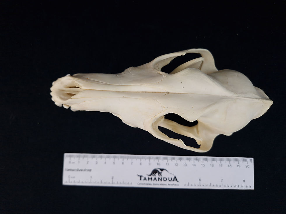 Thumbnail: Skull - Coyote