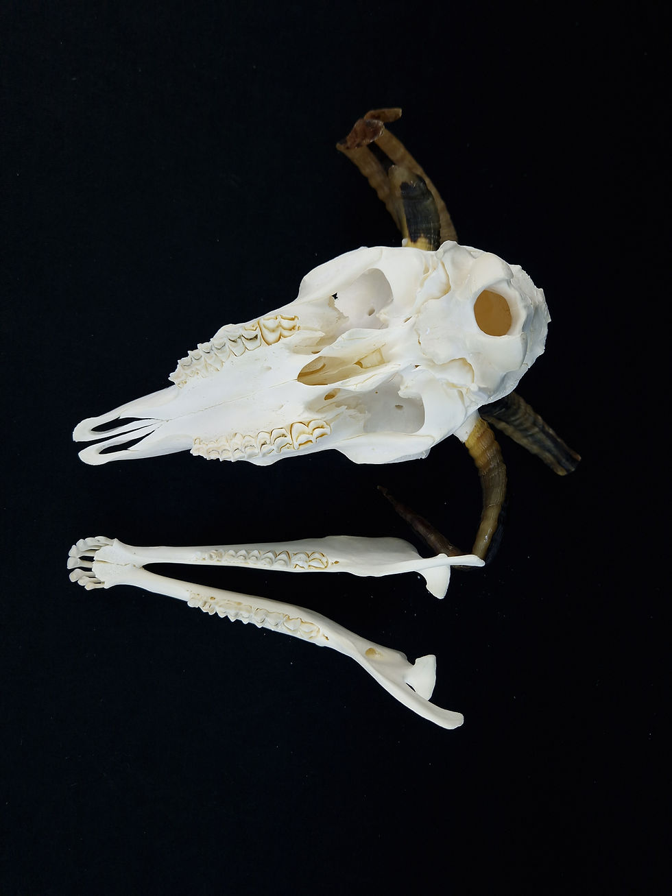 Thumbnail: Skull - Jacob Sheep