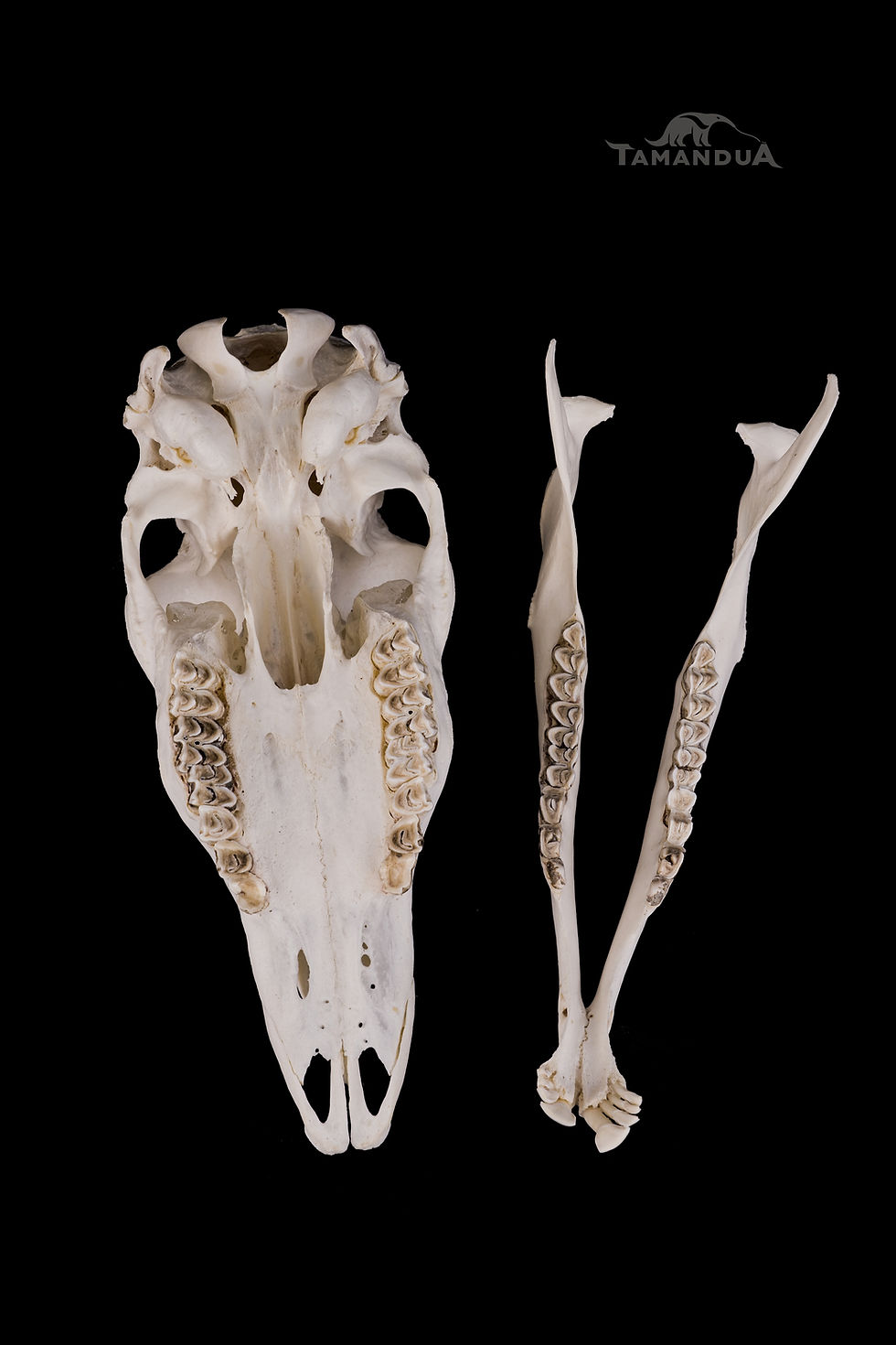 Miniatura: Skull - Greater Kudu