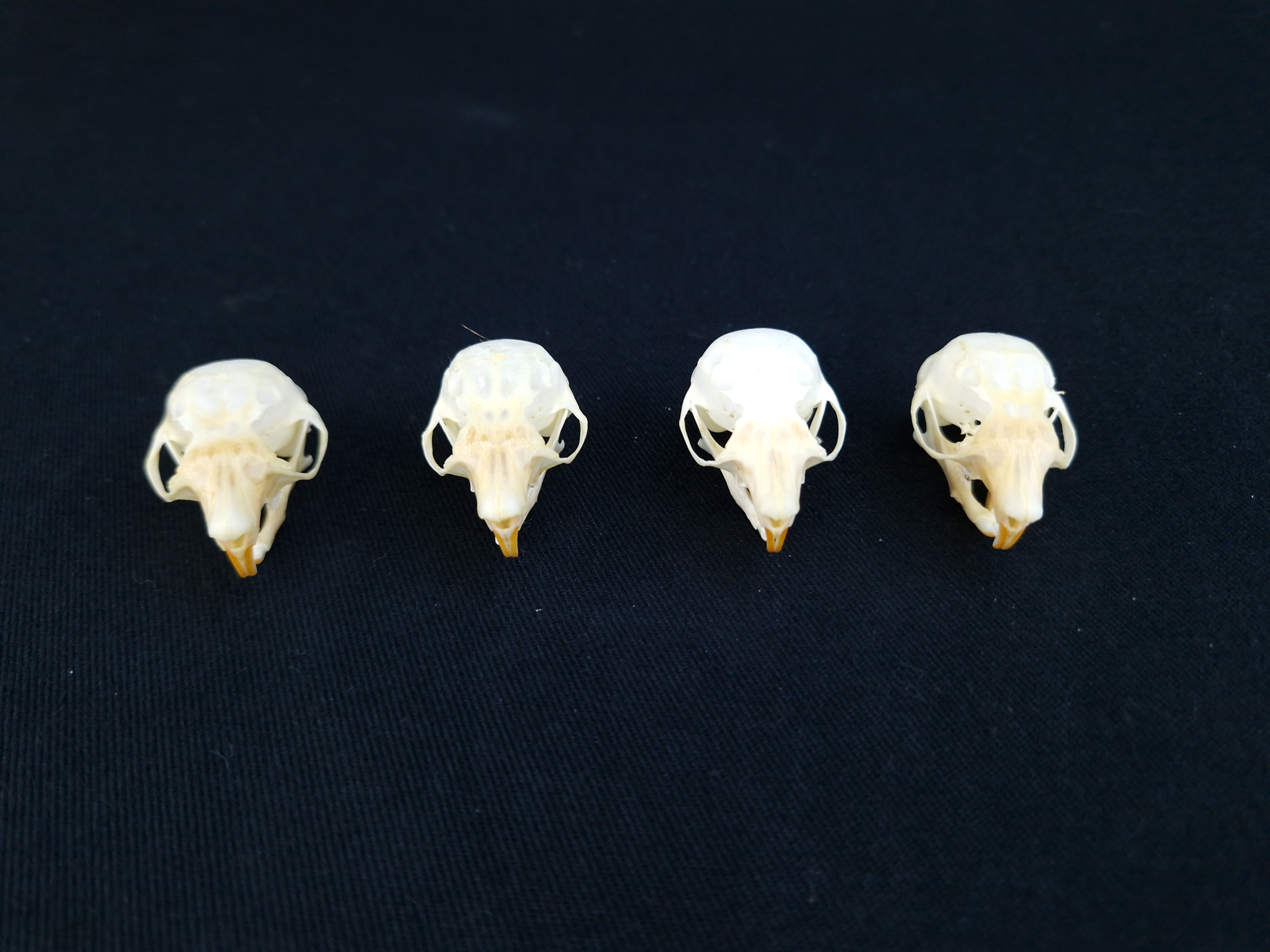 Skull - Southern Flying Squirrel