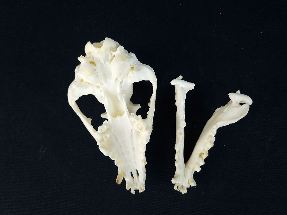 Thumbnail: Skeleton - North American River Otter